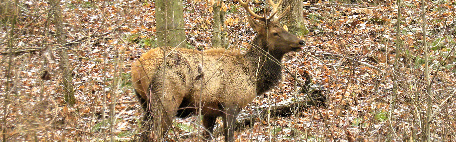 Knott County Deer